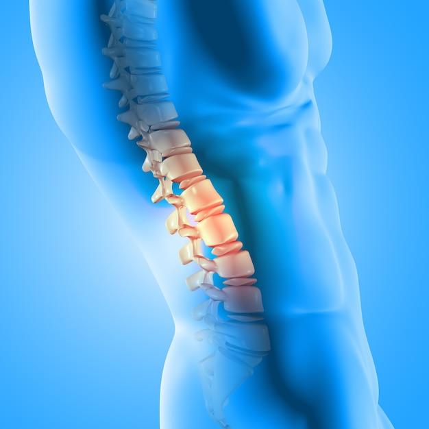 Free photo 3d render of a male medical figure with spine highlighted